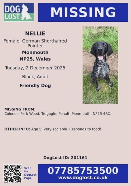 Nellie, missing German Shorthaired Pointer