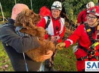 Spaniel sparks rockface rescue after biting off more than he can chew