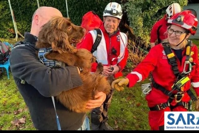 Spaniel rescued from Sedbury cliff