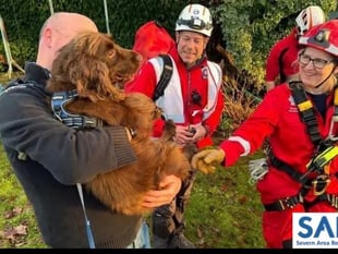 Spaniel sparks rockface rescue after biting off more than he can chew