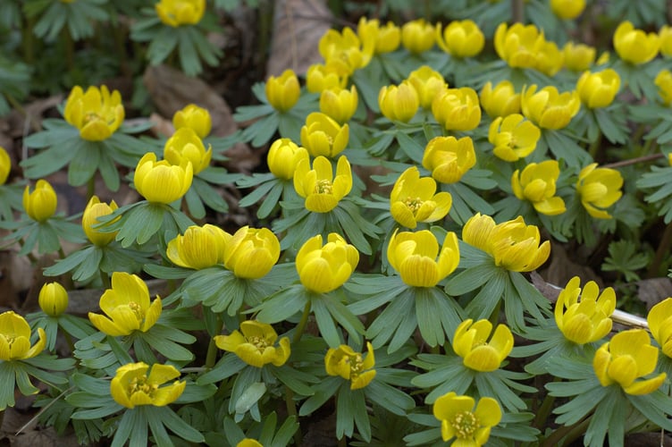 Aconite