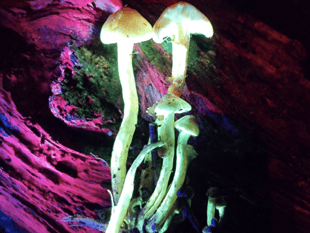 Explore glowing wildlife in Monmouthshire