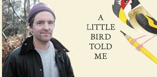 Meet Matt Sewell: The Banksy of the Bird World