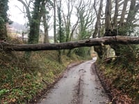 Second fallen tree in a week blocks rural lane on edge of town