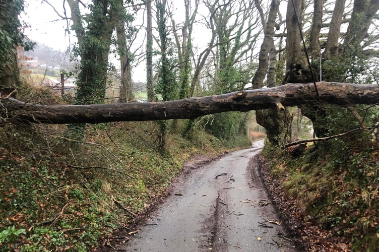 Another tree has fallen across Manson Lane - the third to so so in less than two years less than 100 yards  apart