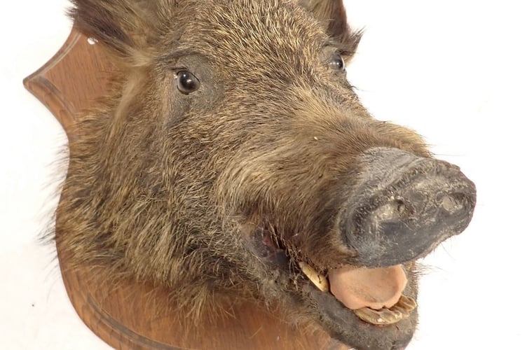 Large Mounted Boar's Head