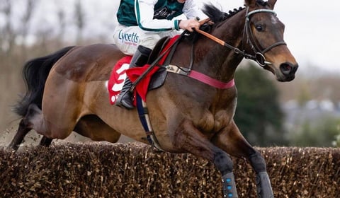 Grand National winner Venetia bids for Gold Cup glory
