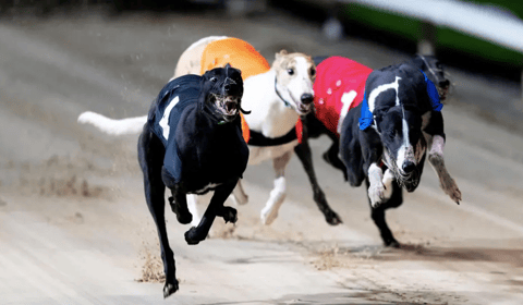 Greyhound racing banned in Wales