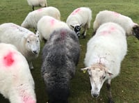 Board game night in aid of farmers charity 