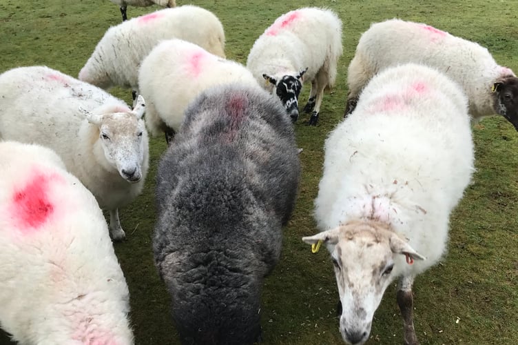Sheep grazing one of the Dartmoor commons.