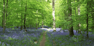 Commoners’ Association demands halt on UNESCO Forest Biosphere bid