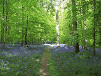 Commoners’ Association demands halt on UNESCO Forest Biosphere bid