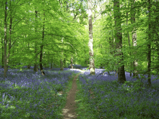Commoners’ Association demands halt on UNESCO Forest Biosphere bid