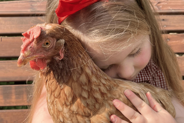Could you save a hen by offering her a new home this Easter?