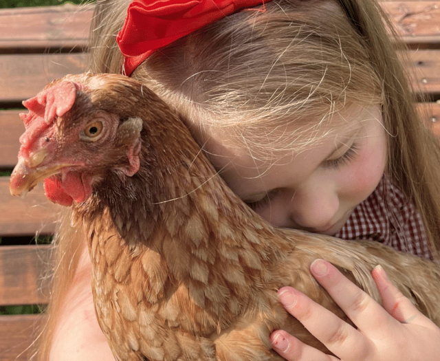 Could you save a hen by offering her a new home this Easter?