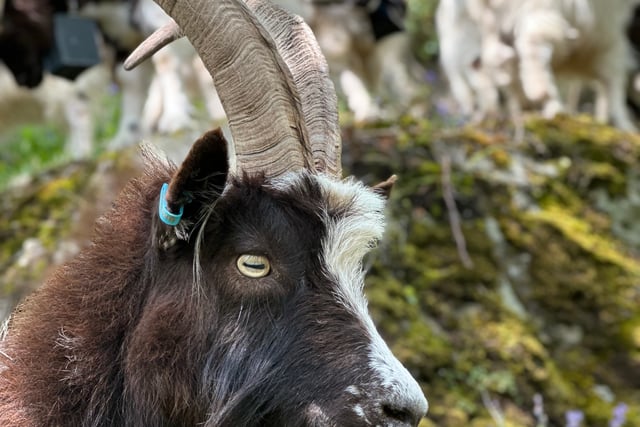 Raising the 'Baa' at Ironworks