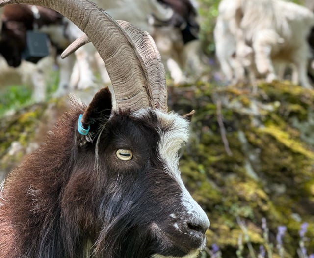 Raising the 'Baa' at Ironworks