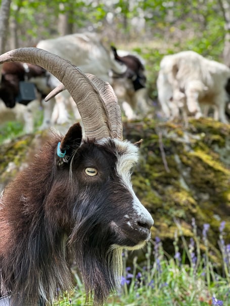 Bagot goats blaenavon