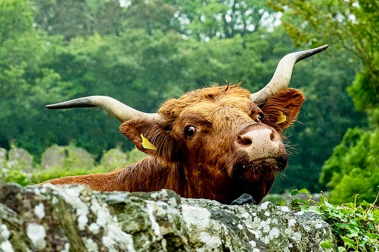 A club member's 'moo-ving' picture