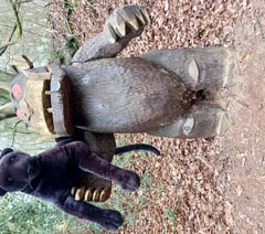 British big cats exhibition at Dean Heritage Centre