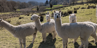 Alpaca and sheep poo secrets tested to help protect world’s grasslands