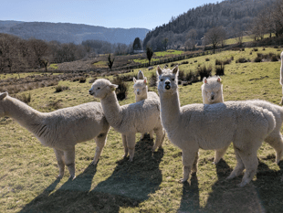 Alpaca and sheep poo secrets tested to help protect world’s grasslands