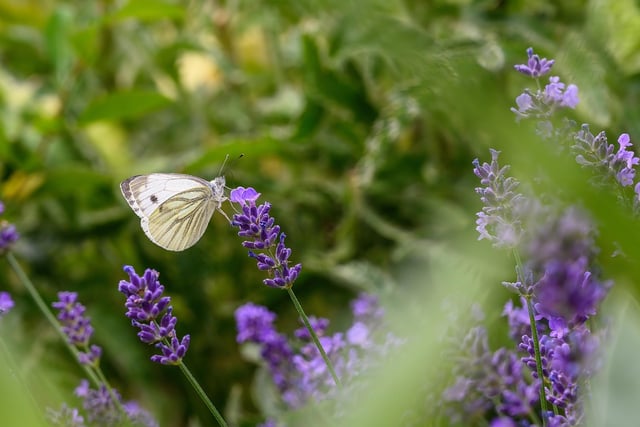 Zoo licence application for Jubilee Park at Symonds Yat