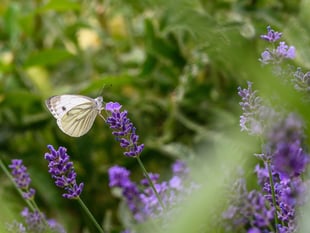 Zoo licence application for Jubilee Park at Symonds Yat