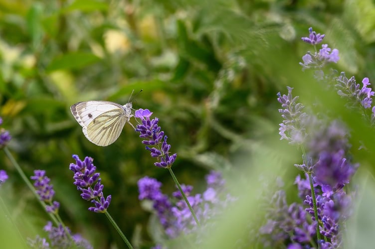 butterfly