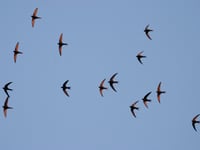 Monmouthshire calls for swift sightings 