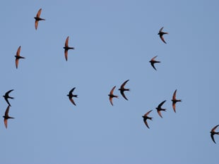 Monmouthshire calls for swift sightings 