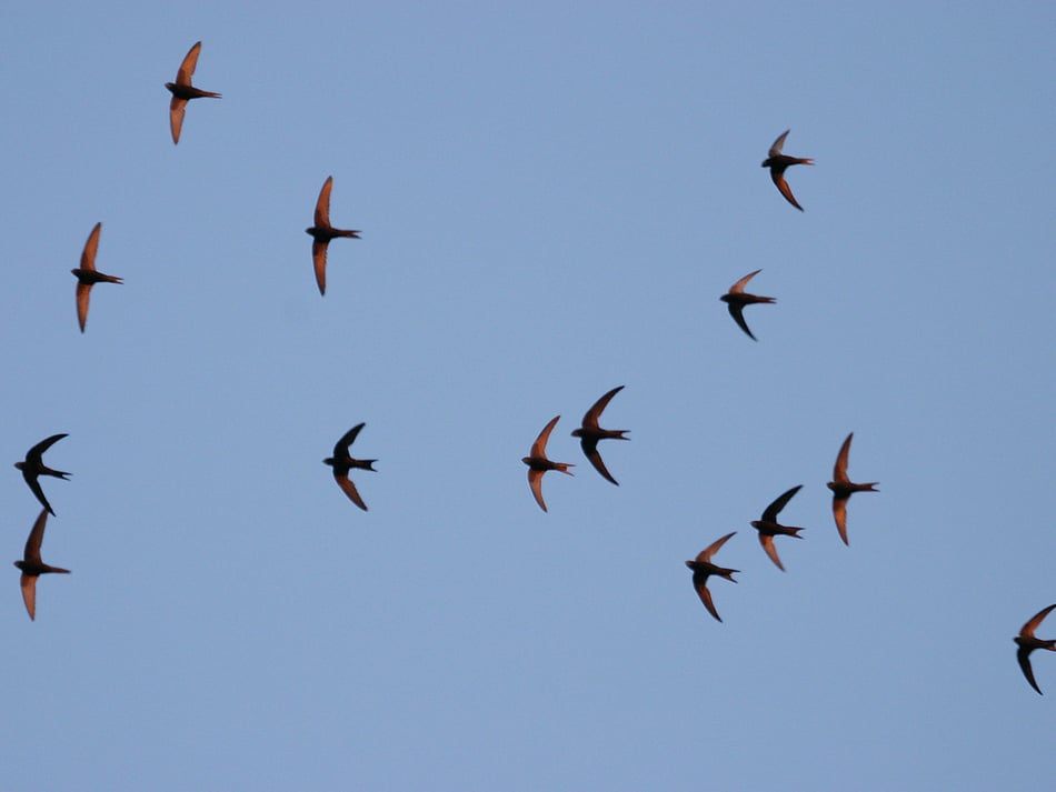 Monmouthshire calls for swift sightings 