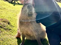 Bill Bailey and rock star Ricky visit Wye Valley sanctuary for TV show