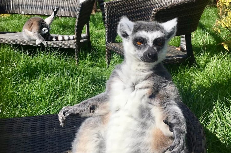 You looking at me? This lemur showed interest in passing rock star Ricky Wilson.