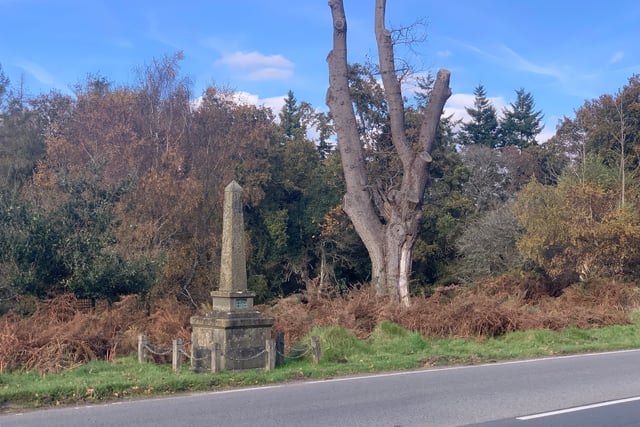 40mph limit call to stop 'bloody carnage' on Forest roads