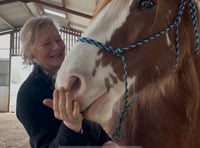 Horses healing humans in Mamhilad