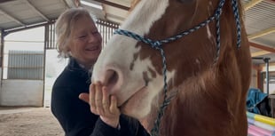 Horses healing humans in Mamhilad