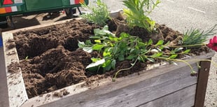 'Mindless act' as vandals target planters