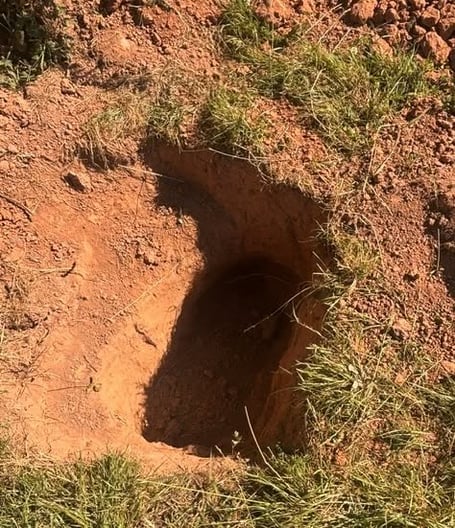 Badger baiting FoD