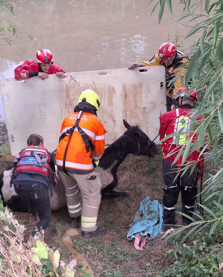 Horse rescued from river